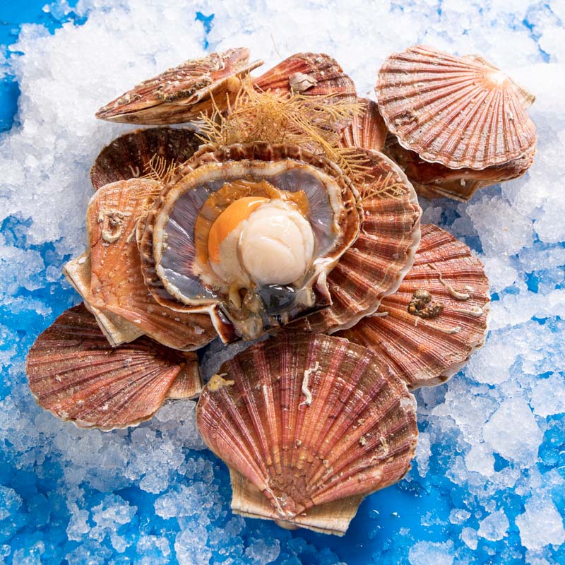 Coquilles Saint-Jacques | Céliben Marée | Mon Panier Du Marché